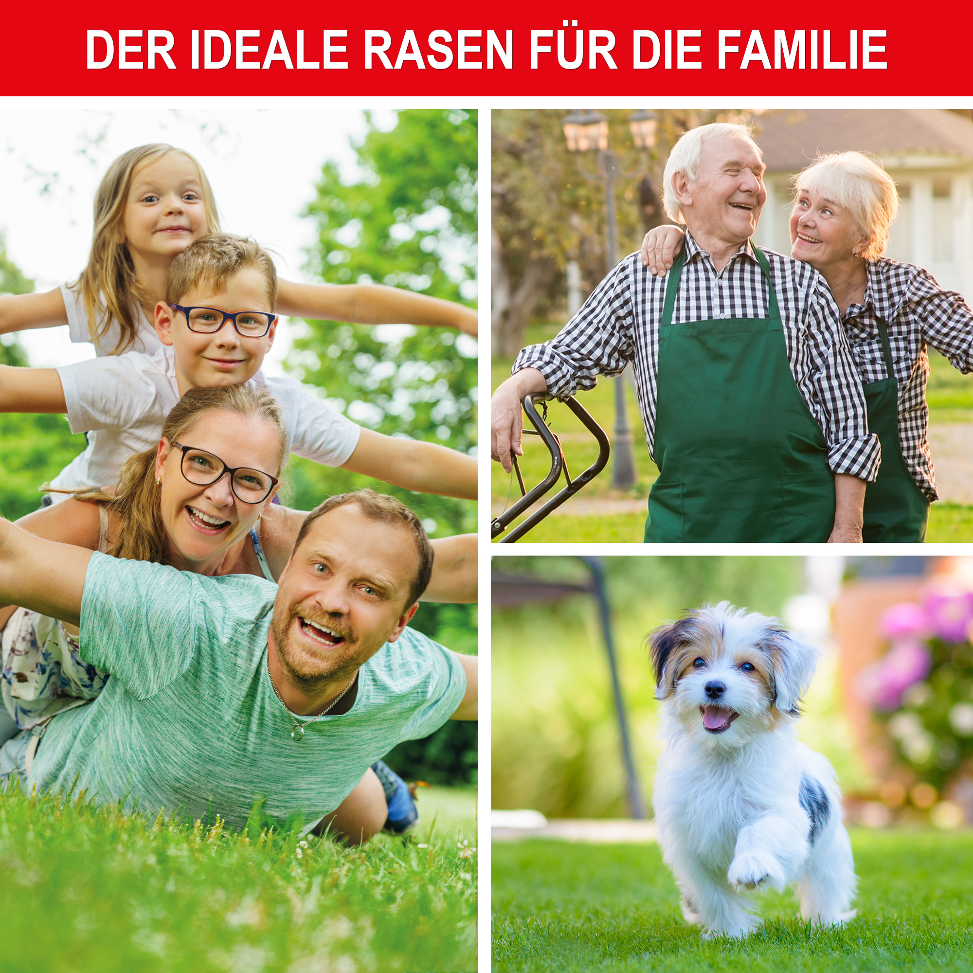 Der ideale Rasen für die Familie - Rasensamen - Grassamen - Rasenmischung - Sportrasen - Spielrasen - Grünflächensaat - Rasenpflanze - Rasenkeimling - Rasenwiese - Gartenrasen - Rasenpflege - Grasnachsaat