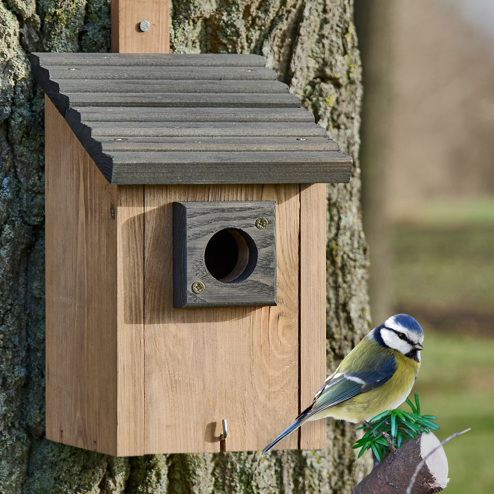 Der Nistkasten bietet den Vögeln im Garten ein sicheres Zuhause und ermöglicht dir gleichzeitig eine direkte Beobachtung der Tiere durch dein Fenster