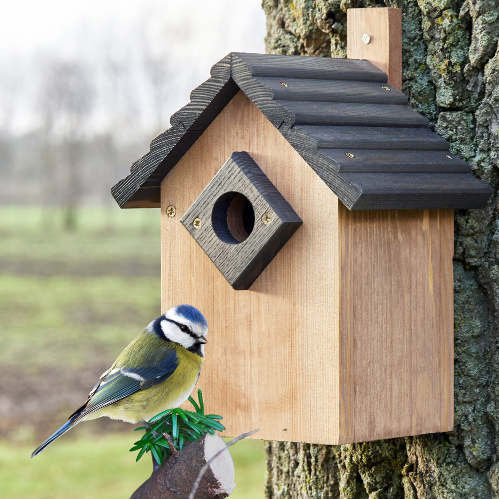 Der Nistkasten bietet den Vögeln im Garten ein sicheres Zuhause und ermöglicht dir gleichzeitig eine direkte Beobachtung der Tiere durch dein Fenster